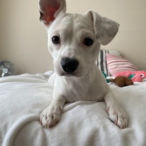 Meet your Posher, Lucy